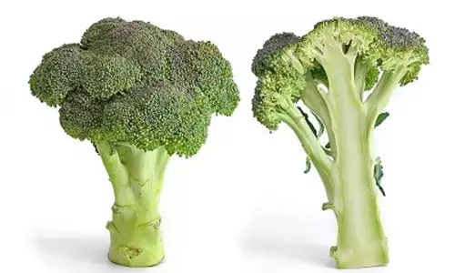 Broccoli may protect against inflammatory bowel disease: Study