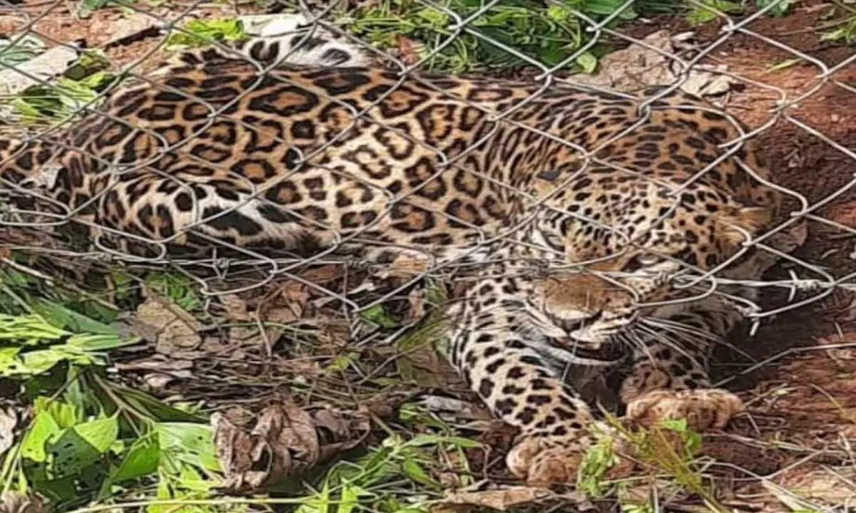 Forest department rescues leopard trapped in Wire fence in HD Kote taluk
