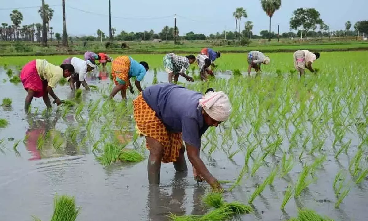 Srikakulam: Farmers told to cultivate irrigated dry crops