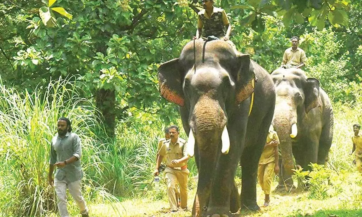 Elephant capturing operation enters third day; officials still clueless