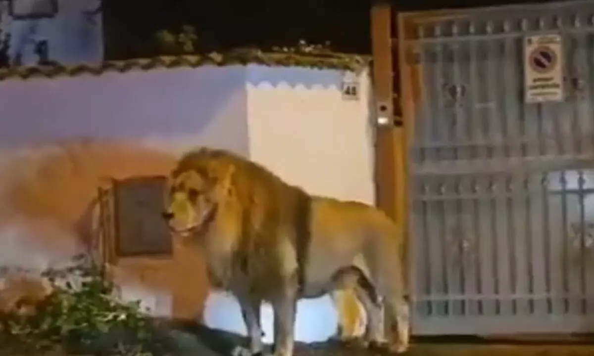 Watch The Viral Video Of Circus Lion Roaming in Italian Town Streets: Residents Urged to Stay Indoors
