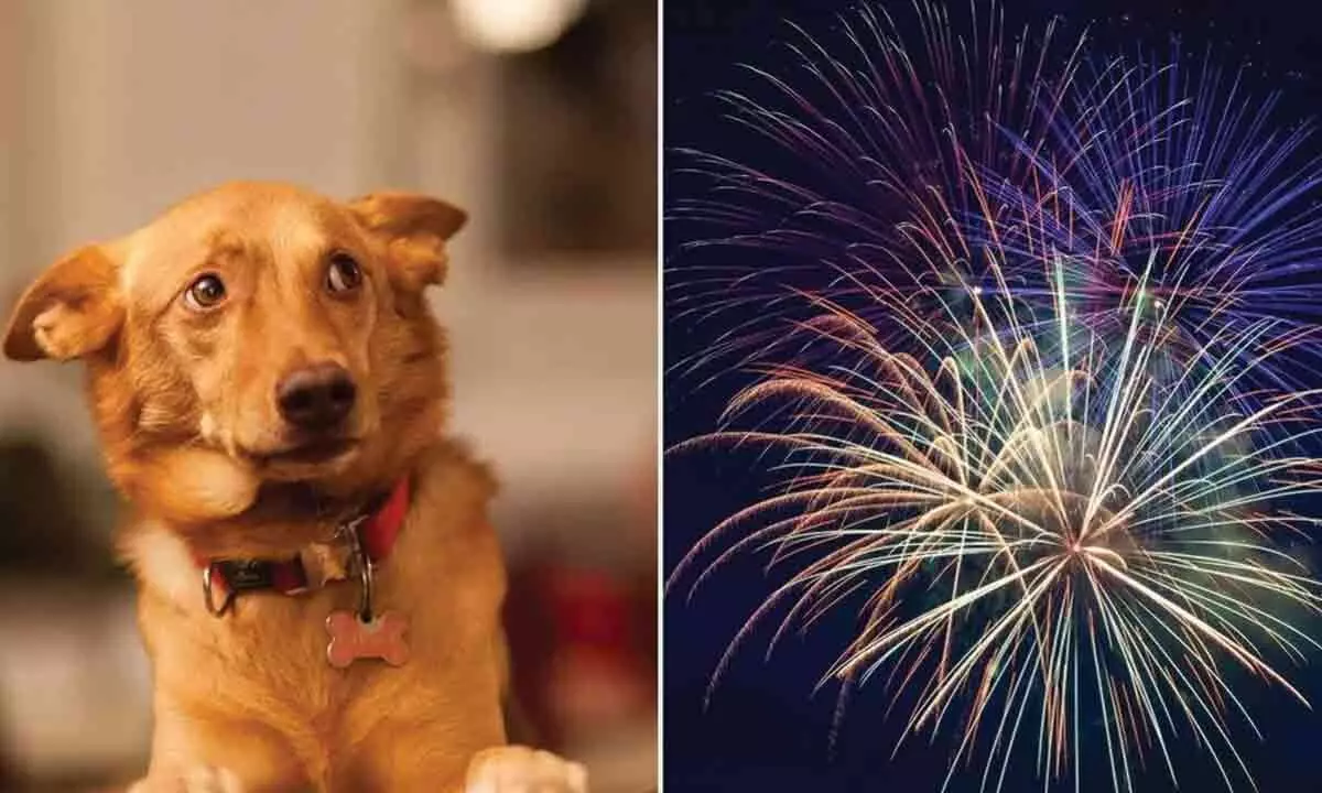 The Impact of Diwali Firecrackers on Domestic Animals