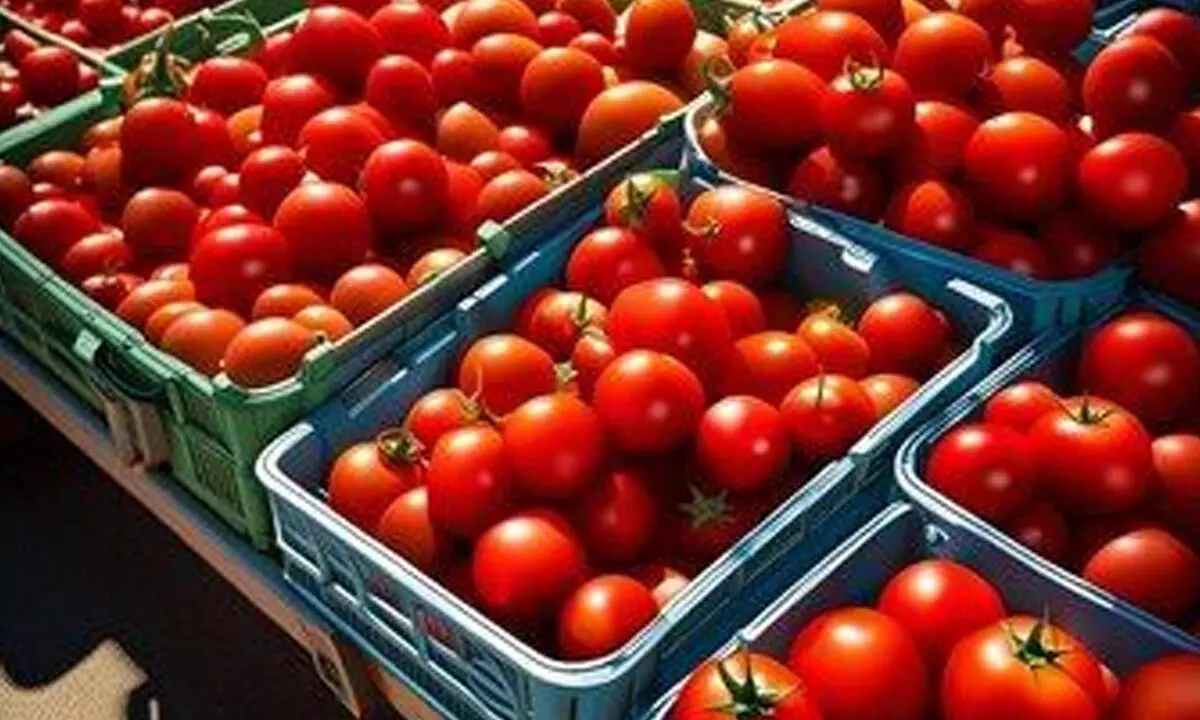 Tomatoes turn costlier for consumers