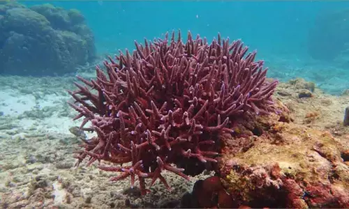 NZ launches interactive map for biodiversity restoration