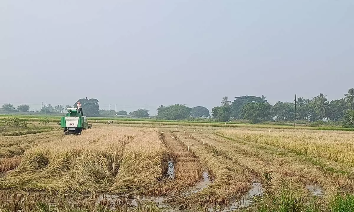 Harvesters are engaged for paddy harvesting at Pedana in Krishna district