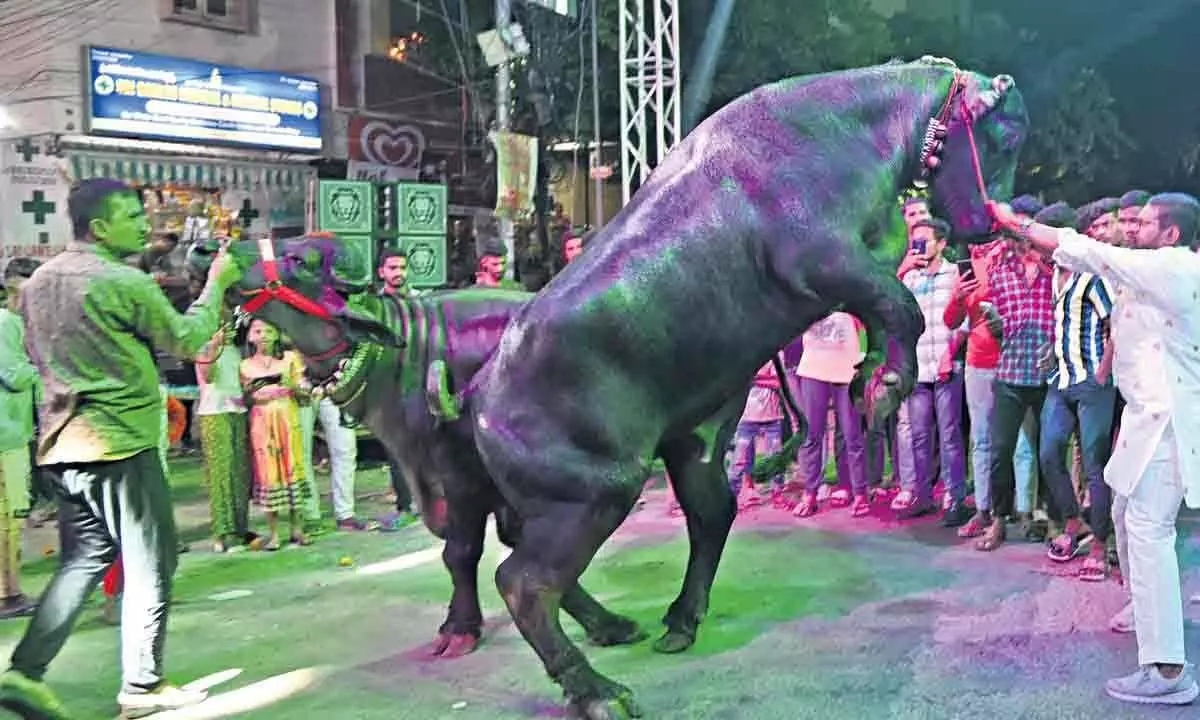 Hyderabad: City celebrates Sadar Festival with gusto
