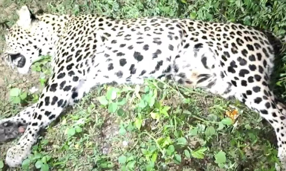 Leopard which was fatally knocked down by an unintended vehicle in Chittoor district