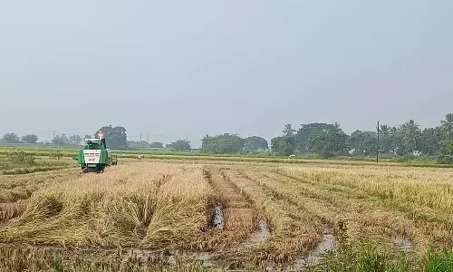 Harvesters are engaged for paddy harvesting at Pedana in Krishna district