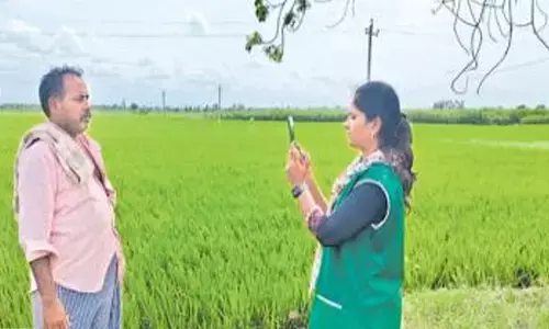 Vijayawada: Kharif e-crop registration completed