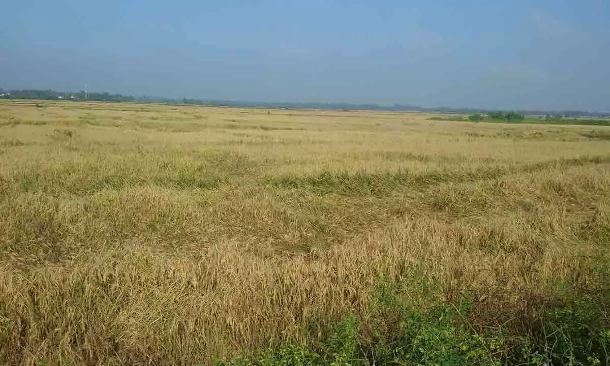 Srikakulam: Paddy farmers worried over rain forecast