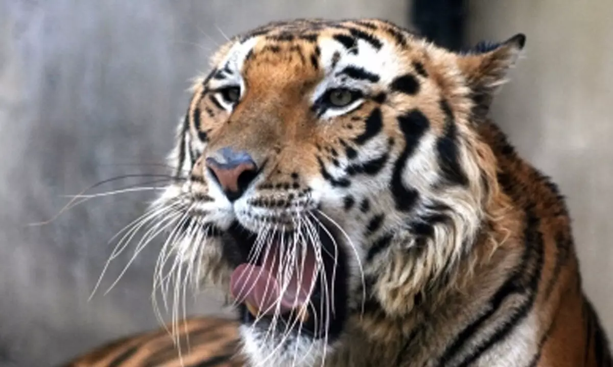 Royal Bengal Tiger pair to roar in Jambu zoo