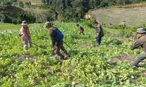 Manipur government continue to eradicate illicit poppy cultivation