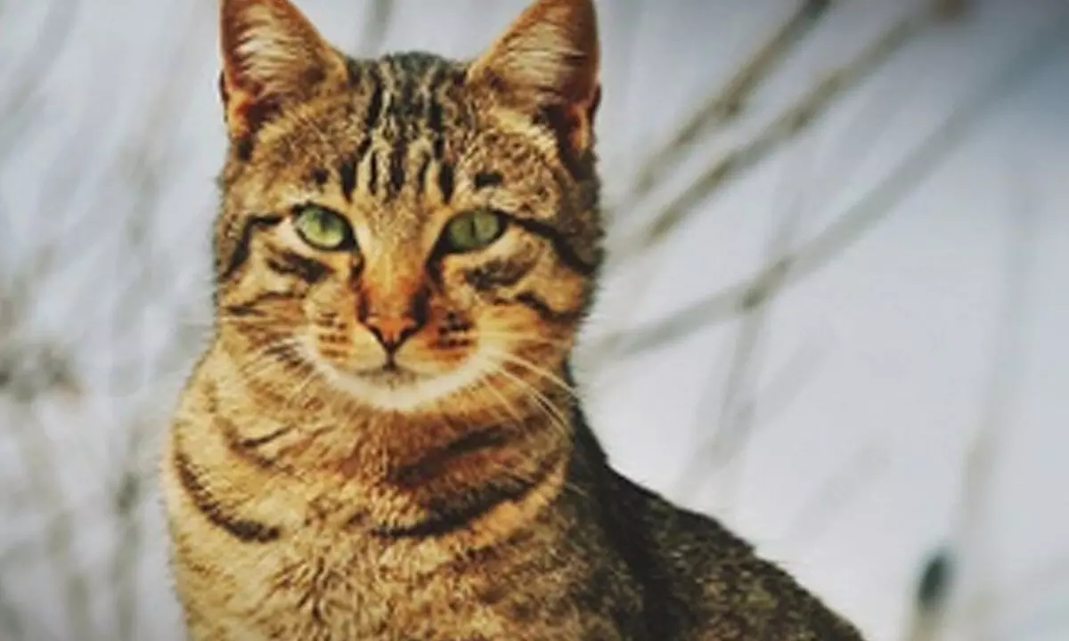 UK detects 1st case of deadly cat coronavirus that killed 8,000 felines in Cyprus