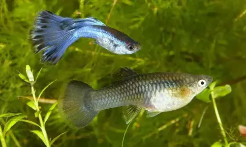 More number of Gambusia fish to enter water bodies