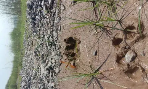 Pug marks of tiger noticed in a remote villages in Palasa mandal