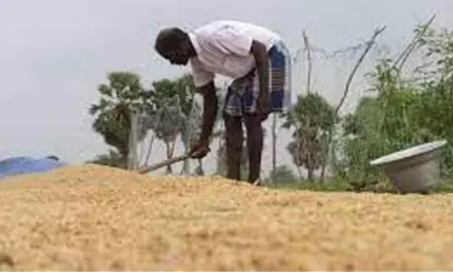 Paddy purchase from Dec last week in Dhenkanal
