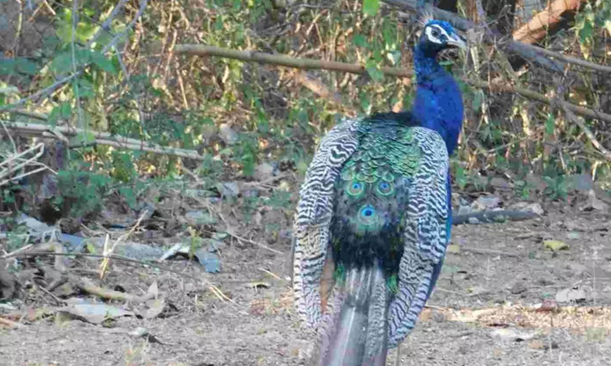 Hyderabad: 565 peacocks counted in KBR Park