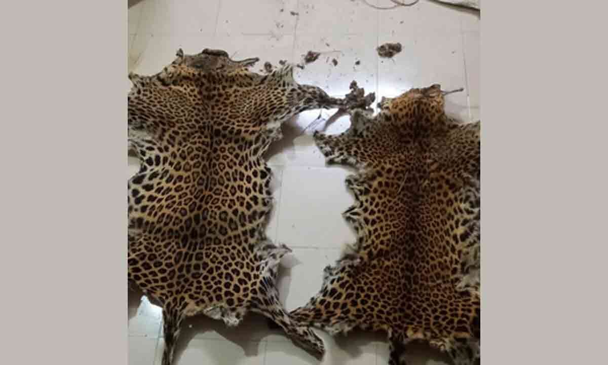 Leopard Skins