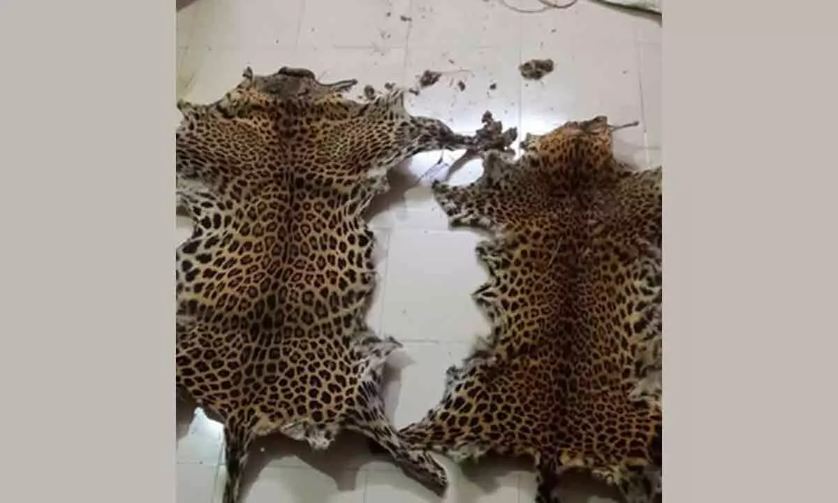 Leopard skins seized in Odisha village, one arrested