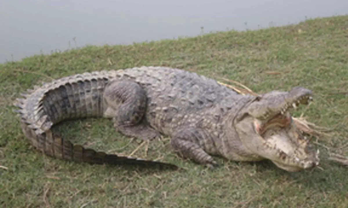 Seven-feet-long crocodile creates panic in UPs Firozabad, rescued