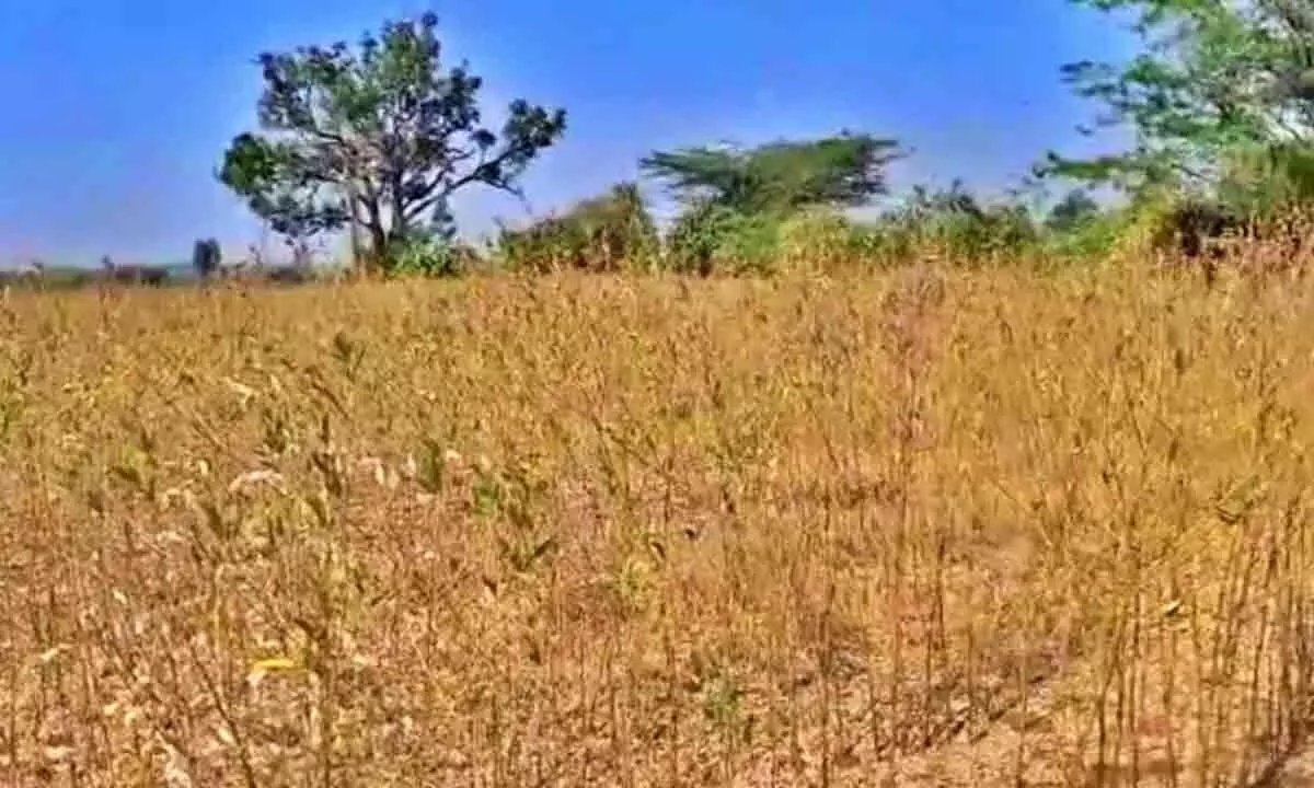 Severe Drought Grips Karnataka: 223 Taluks Declared Affected, Crop Loss Mounts to 39.74 Lakh Hectares