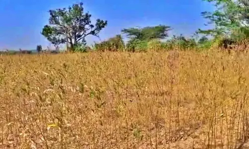 Severe Drought Grips Karnataka: 223 Taluks Declared Affected, Crop Loss Mounts to 39.74 Lakh Hectares