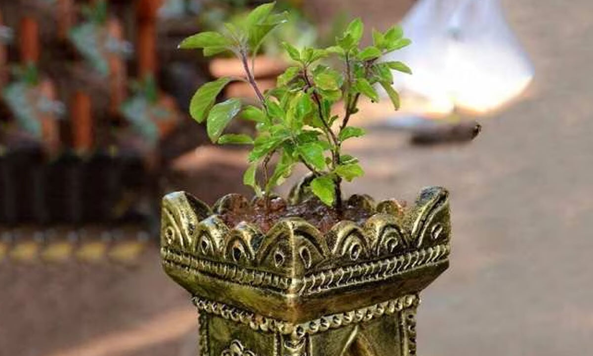 When is Tulsi Vivah 2023? Date, shubh muhurat, rituals, meaning and more