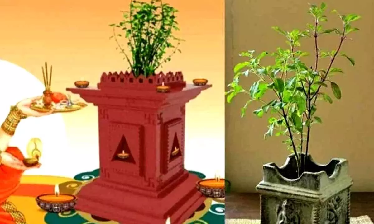 Tulsi Vivah 2023: Rituals that will help you get married soon