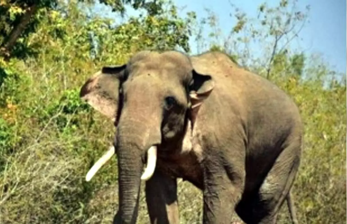 Tuskers kill four including two children in Assam