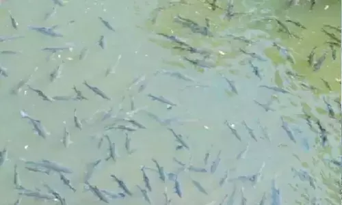 Farmers earning income from pisciculture amid drought