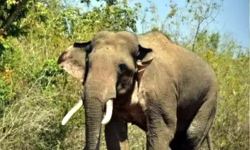 Tuskers kill four including two children in Assam