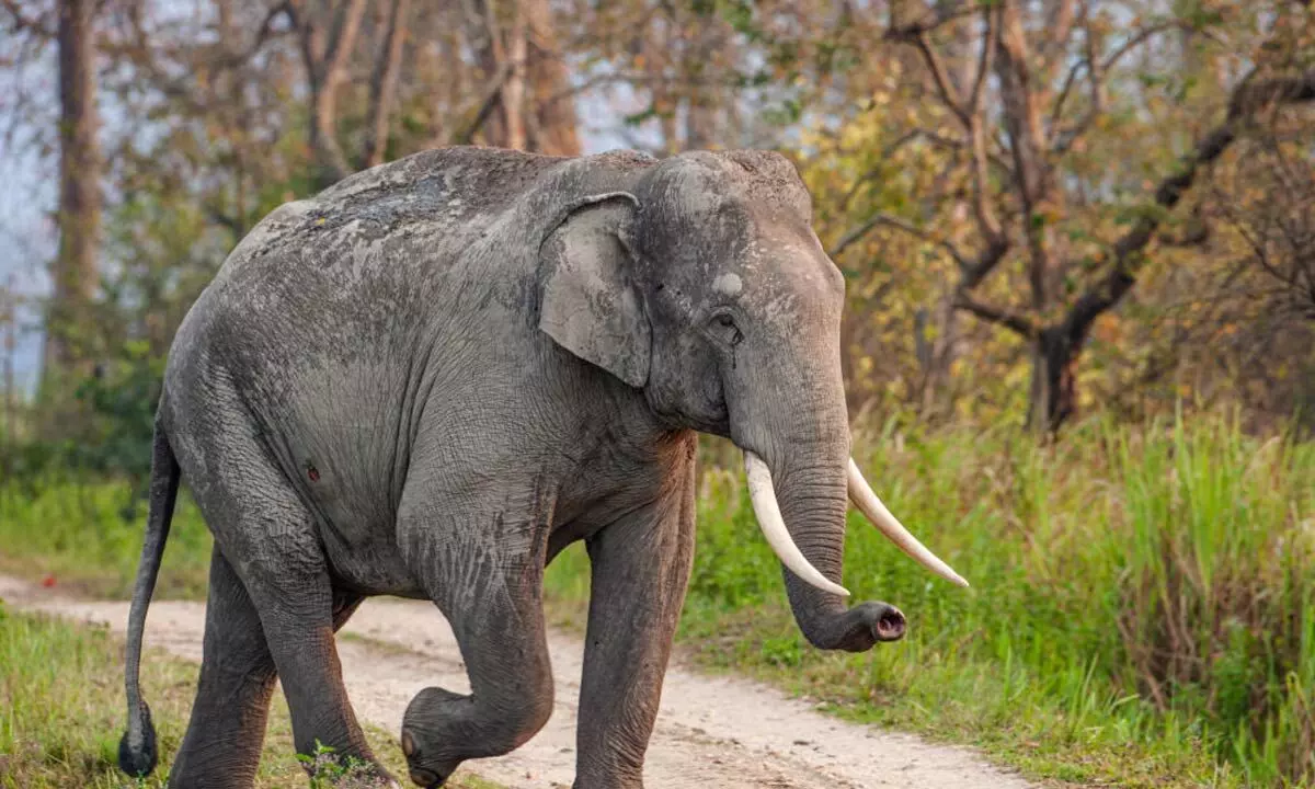 Forest officials launched radio collaring of elephants