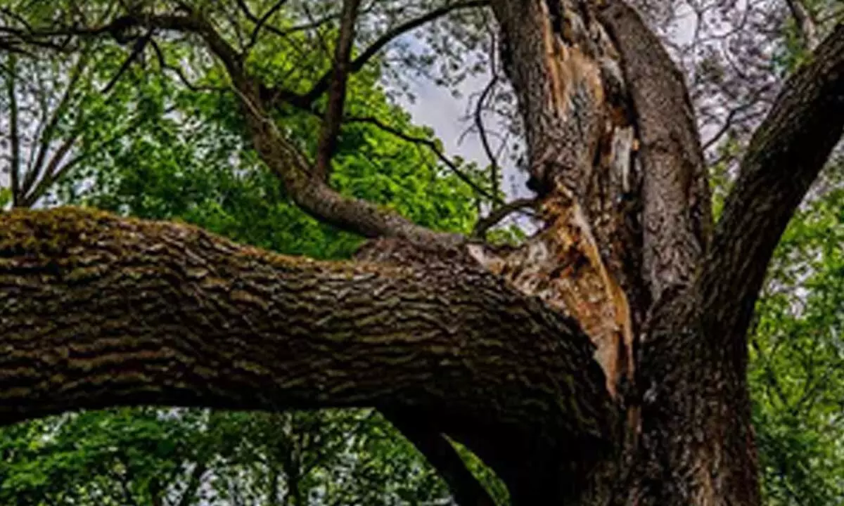 Five students, teacher injured as tree branch falls on them in Bihar school