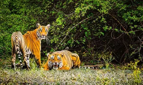 Tiger census in Sunderbans starts from Nov 27
