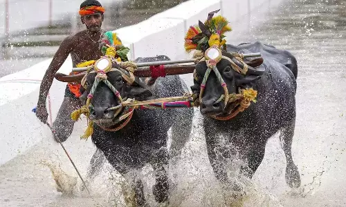 After Bengaluru Kambala The coast awaits their buffaloes for the new season