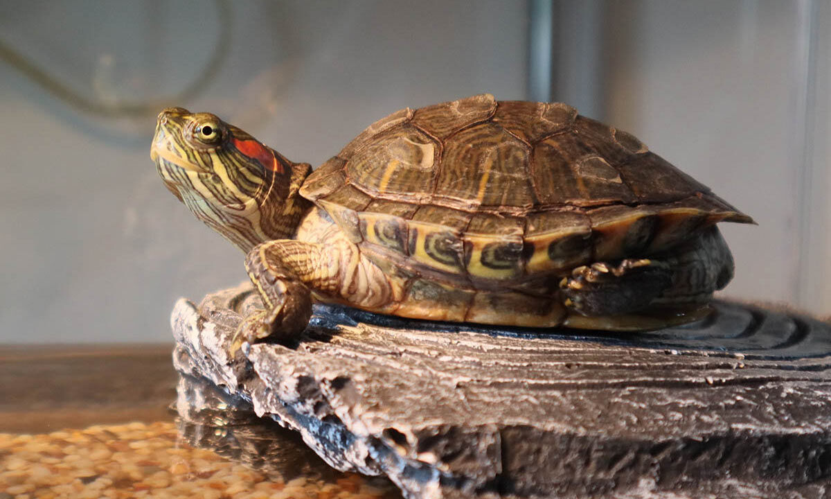 Turtle Adoption Day