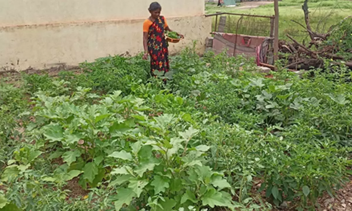 ACC Empowers Rural Women in Karnataka through Kitchen Garden Intervention Program
