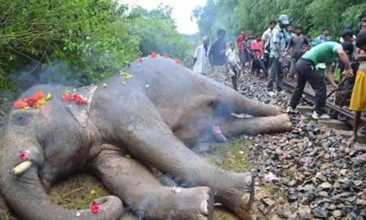Three elephants die of goods train collision in North Bengal