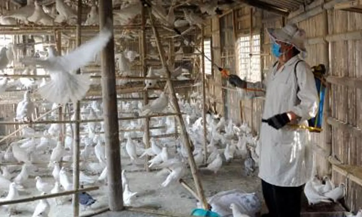 Japan confirms seasons 2nd bird flu outbreak
