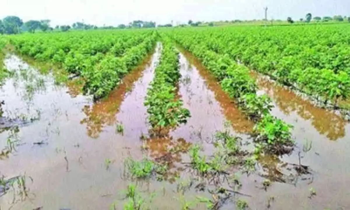 Maha orders survey of crop damage by unseasonal rains, Oppn demands aid