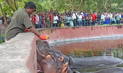 Hippo ‘Junior Dalapathi’ turns six