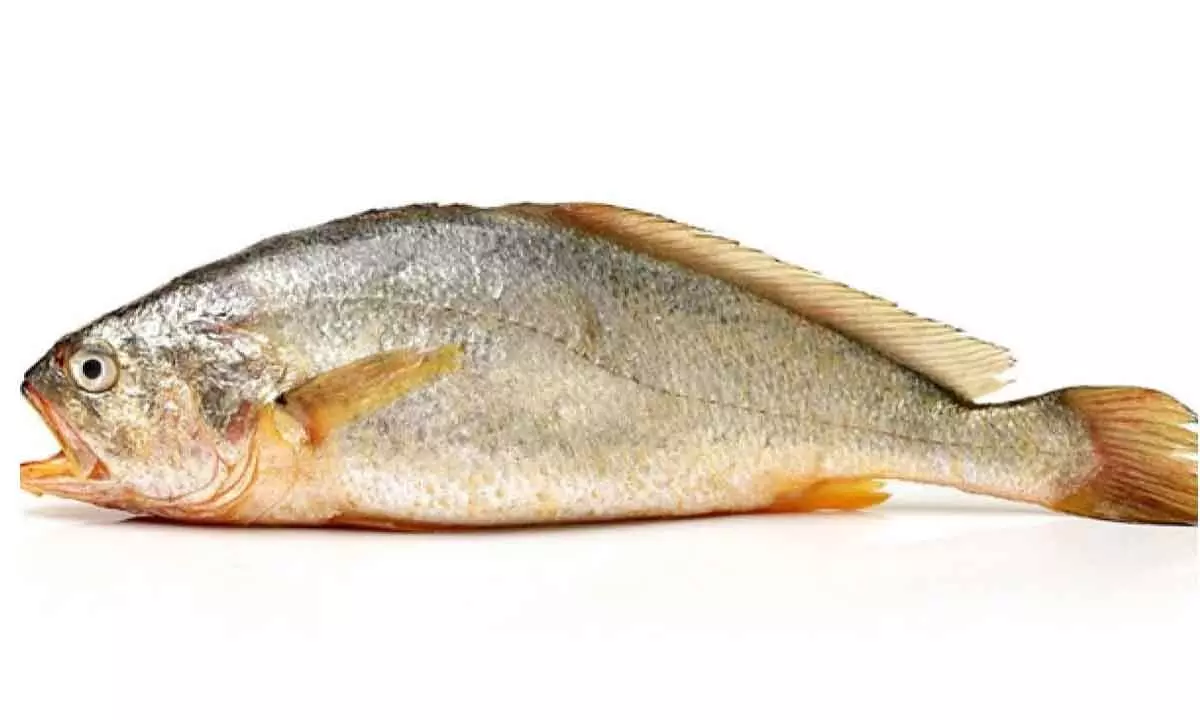 Fisherman catches a rare fish in Anakapalli, sold it for whopping Rs. 3.90 lakh