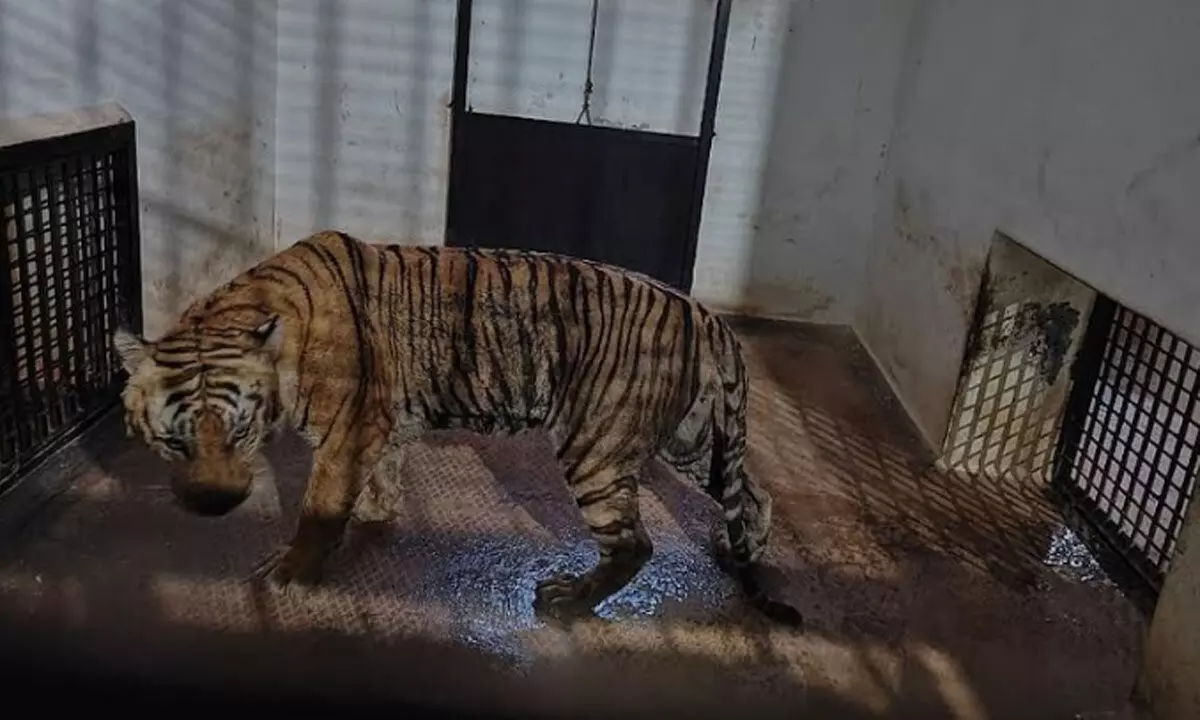 Forest officials caught tiger