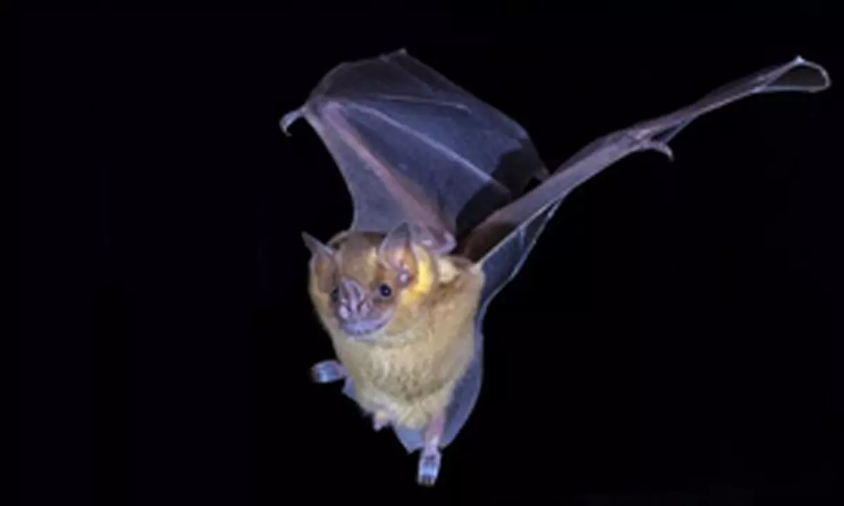 Climate change to spur bat expansion, rabies virus spillover in US: Study