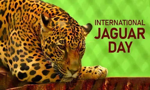 International Jaguar Day