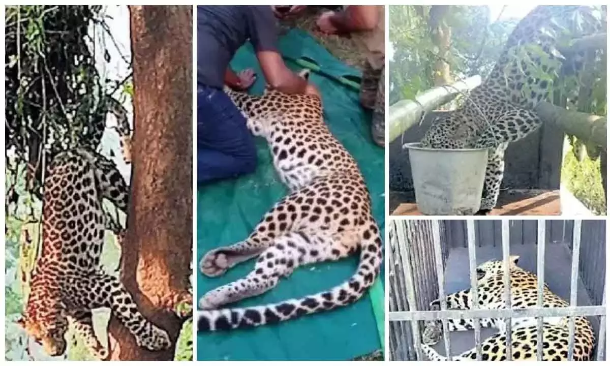 Leopard caught in a trap died in Alluri Sitaramaraju district