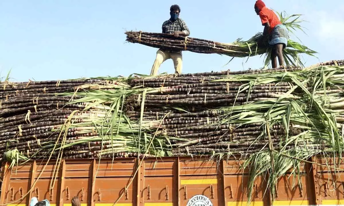 Punjab hikes state agreed price of sugarcane by Rs 11 per quintal