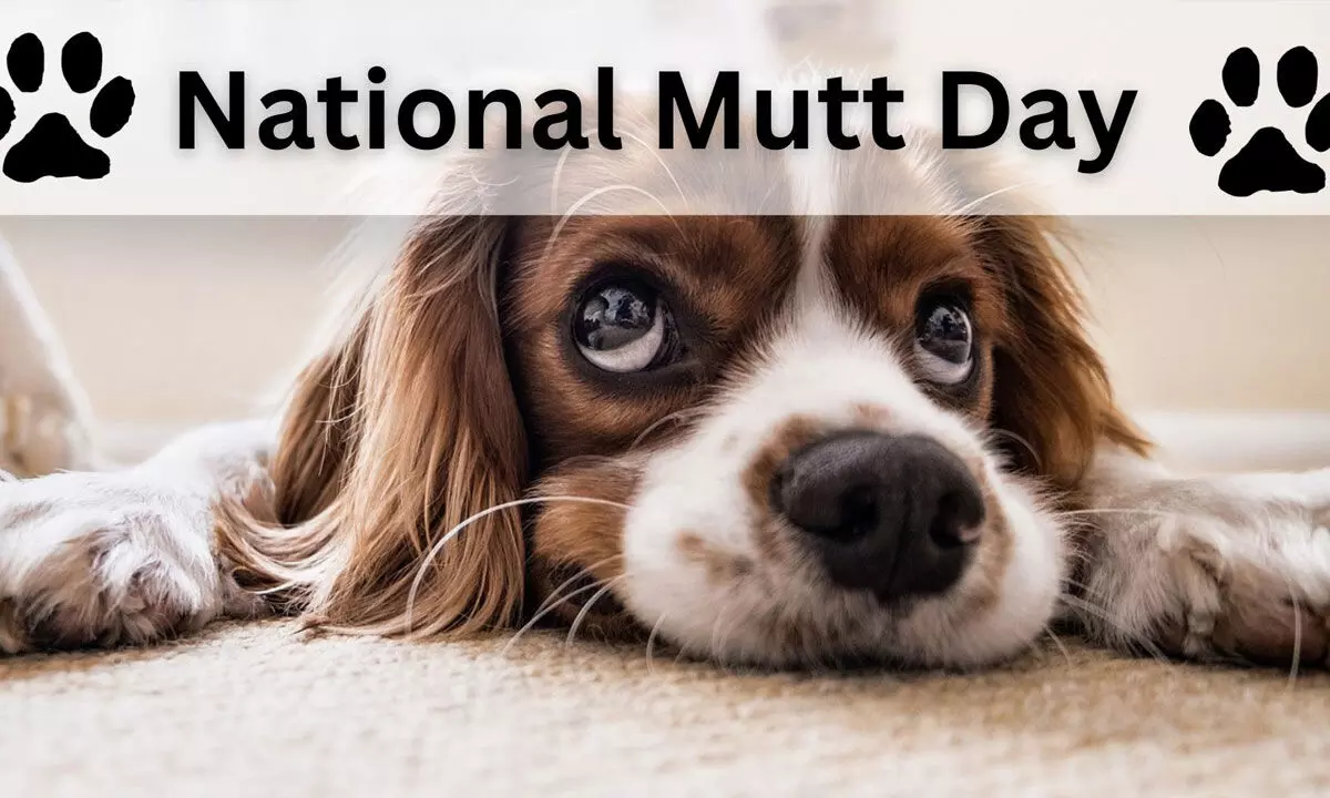 National Mutt Day 2023: Embracing the Charm of Mixed Breed Marvels