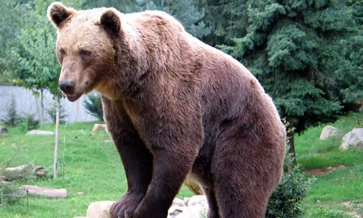 Bear attacks in Japan hit record high