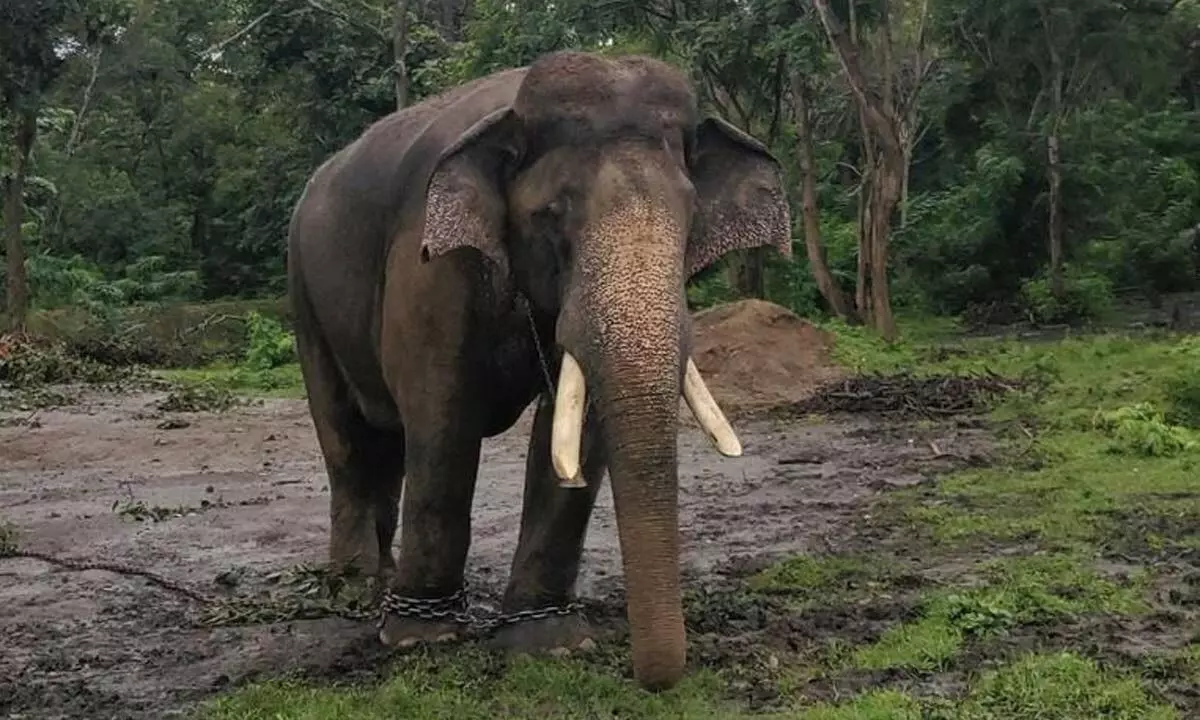 Elephant tramples man to death in Bengal; ninth such death reported this year